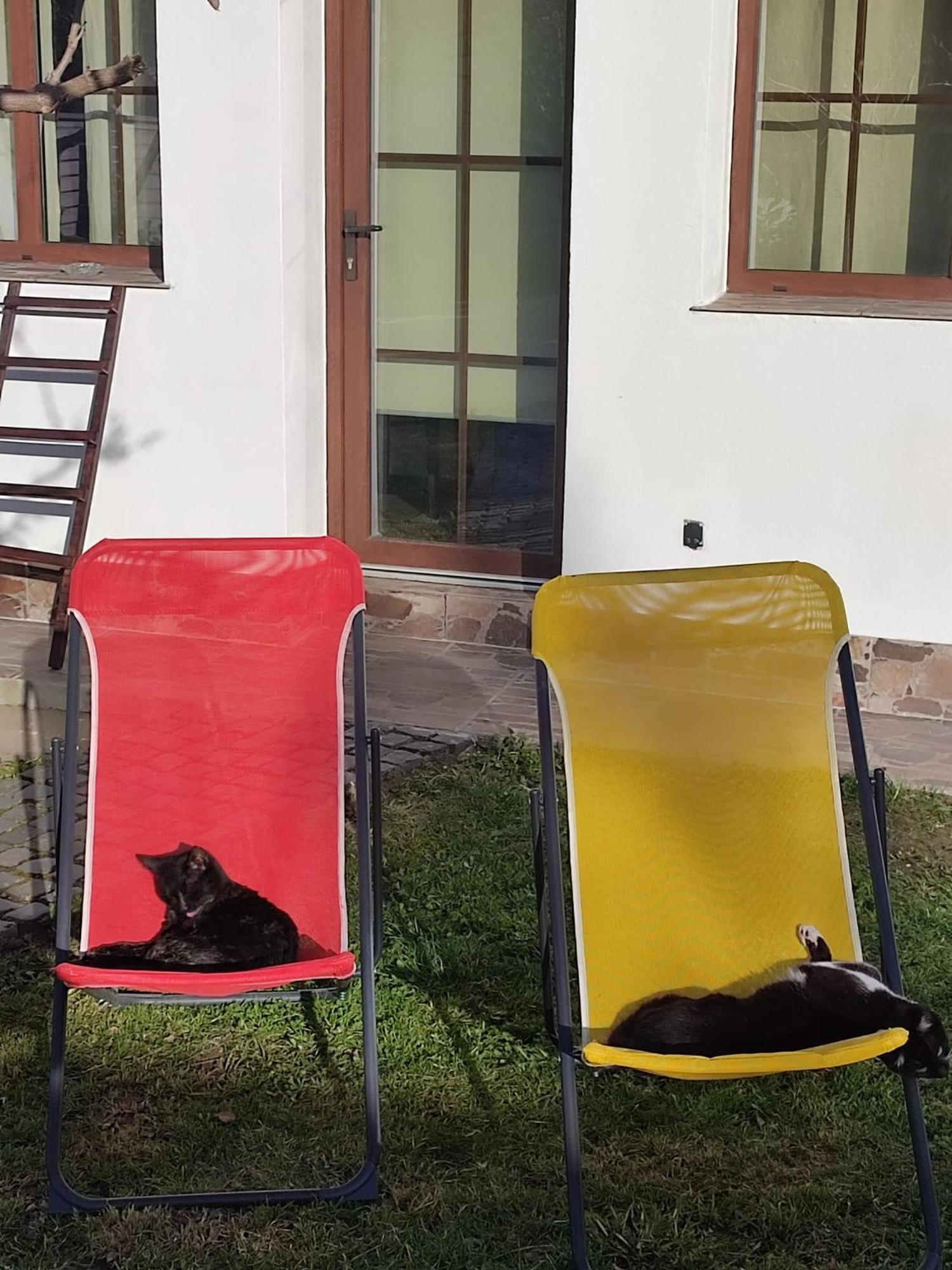 Courtyard Studio Oradea Ngoại thất bức ảnh